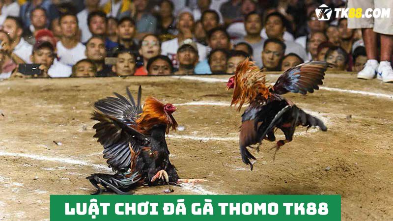 Quy tắc trận đá gà Thomo chuyên nghiệp 