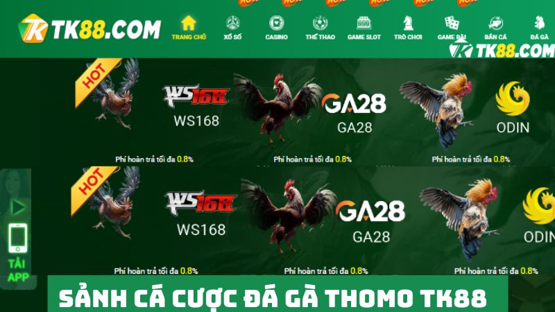 Đá gà Thomo TK88